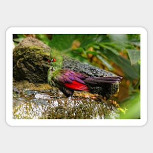 Profile of a Guinea Turaco at the Waterfall Sticker